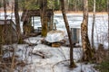 spring morning, evening, swamp lake shore, swamp vegetation at the end of winter, early spring Royalty Free Stock Photo