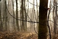 A cobweb on tree branches in a foggy spring forest Royalty Free Stock Photo
