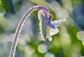 frost on a flower