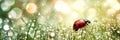 Spring Morning. Ladybug Sitting On Grass In Water Drops With Sparkling Sun Blurry Background. Royalty Free Stock Photo