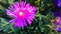 A beautiful field and purple flower grew near the rocks.