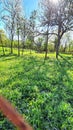 Spring morning sun shining green meadow trees