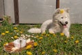 Spring morning in the village, samoyed dog lies on the green grass near a pancake stack with banana and honey on a white