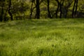 Spring mornings with dew on the green blades of grass. The garden from the farm next to the forest