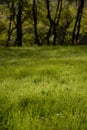 Spring mornings with dew on the green blades of grass. The garden from the farm next to the forest