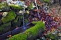 The spring and the moss covered trough in the forest Royalty Free Stock Photo