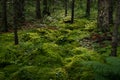 Spring Moss Forest Royalty Free Stock Photo