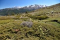 Spring on the mossy slope in the Corsican high mountains Royalty Free Stock Photo