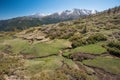 Spring on the mossy slope in the Corsican high mountains Royalty Free Stock Photo