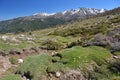 Spring on the mossy slope in the Corsican high mountains Royalty Free Stock Photo