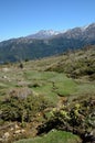 Spring on the mossy slope in the Corsican high mountains Royalty Free Stock Photo