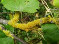 Spring mossy tree branch view. Branch moss view. Mossy branch macro view