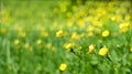 Spring motif. Beautiful blooming yellow wild flowers on bokeh background Royalty Free Stock Photo