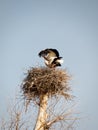 Spring motifs. Pair of white storks coupled in a nest. Did you have already ordered itself a baby?!