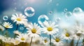 Spring motive light background and wallpaper with chamomiles, soap bubbles and bokeh, neural network generated