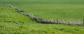 Spring mountain landscape fence on a green meadow