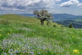 Flowers in meadow. Spring mountain landscape - Baiului Mountains, landmark attraction in Romania