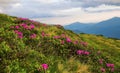 Spring mountain landscape with Rhodendron flowers and grass vegetation, outdoor mountain blossoms in the meadows of a rural lands Royalty Free Stock Photo