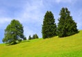 Spring mountain meadow with trees Royalty Free Stock Photo
