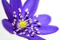 Spring mountain purple flower