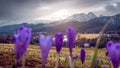 Spring in the mountains. Crocuses blooming in the meadow. Sharpness in the background. Mount Giewont and the panorama of the Royalty Free Stock Photo