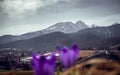 Spring in the mountains. Crocuses blooming in the meadow. Sharpness in the background. Mount Giewont and the panorama of the Royalty Free Stock Photo