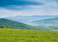 Spring in mountains. Field of spring flowers and blue ountains