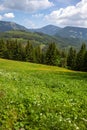 mountain landscape, spruce trees, Giant Mountains, spring meadow Royalty Free Stock Photo