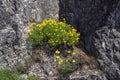 Spring in mountains. Wildflowers on stone rock. Yellow flowers of Alpine Birds-Foot Trefoil Lotus alpinus Royalty Free Stock Photo