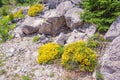 Spring in mountains. Wildflowers among stones. Yellow flowers of Lotus alpinus. Dinaric Alps Royalty Free Stock Photo