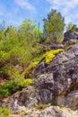 Spring in mountains. Wildflowers and trees on stone rock. Skadar Lake National Park, Montenegro Royalty Free Stock Photo