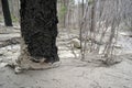 A Spring Mudslide Through The Woods