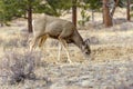 Spring Mule Deer at Rocky Mountain National Park Royalty Free Stock Photo