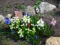 Spring multicolored hyacinths on the flowerbed on blurry background Royalty Free Stock Photo