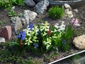 Spring multicolored hyacinths on the flowerbed on blurry background Royalty Free Stock Photo