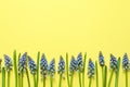 Spring muscari flowers on color background, top view Royalty Free Stock Photo