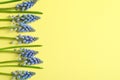 Spring muscari flowers on color background, top view Royalty Free Stock Photo