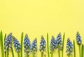 Spring muscari flowers on color background, top view Royalty Free Stock Photo