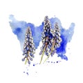 Spring muscari flowers