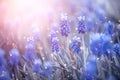Spring muscari hyacinth flowers. Beautiful Blue spring Easter holiday nature background with blue blossoming flowers closeup