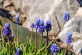 Spring muscari hyacinth flowers. The first ever flowers. Delicate spring flowers. March 8