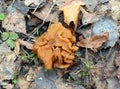 Spring Mushroom Morel Among Fallen Last Year\'s Leaves Close-up. Spring