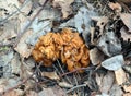 Spring Mushroom Morel Morchella Among Fallen Last Year S Leaves Close-up. Spring