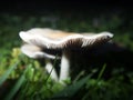 Mushroom close up at night