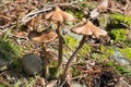 Spring Mushrooms in the Forest