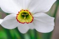 Spring narcis flower with white petals grows in the garden