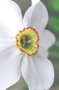 Spring narcis flower with white petals grows in the garden