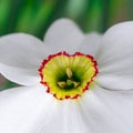 Spring narcis flower with white petals grows in the garden