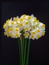 Spring Narcissi Royalty Free Stock Photo