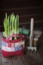 Spring narcissus bulbs in patchwork bag with garden tool and twig on wooden table Royalty Free Stock Photo